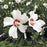 Hibiscus, Red Heart Rose of Sharon Hibiscus