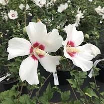 Hibiscus, Red Heart Rose of Sharon Hibiscus