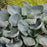 Hosta, Big Daddy Hosta