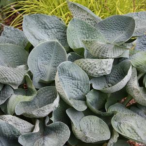 Hosta, Big Daddy Hosta
