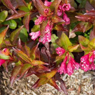 Weigela, Strobe Weigela