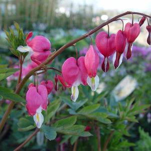 Bleeding Heart, Old Fashioned Bleeding Heart