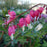 Bleeding Heart, Old Fashioned Bleeding Heart