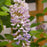 Wisteria, Summer Cascade™ Wisteria