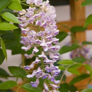 Wisteria, Summer Cascade™ Wisteria