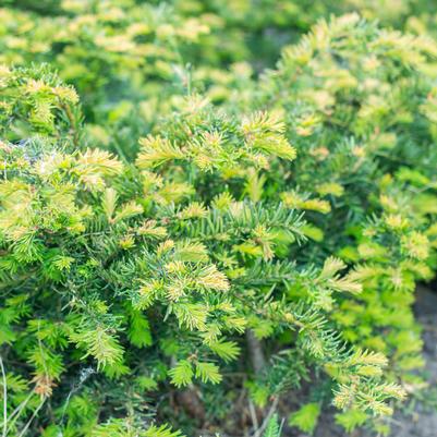 Yew, Repandens English Yew