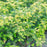 Yew, Repandens English Yew
