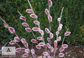 Pussy Willow, Mount Aso Japanese Pink Pussy Willow