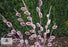 Pussy Willow, Mount Aso Japanese Pink Pussy Willow
