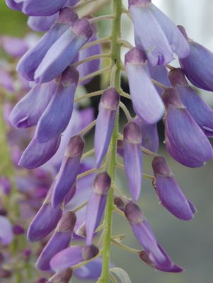 Wisteria, Amethyst Falls American Wisteria