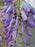 Wisteria, Amethyst Falls American Wisteria