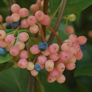 Viburnum nudum 'Winterthur'  - Winterthur Viburnum