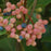 Viburnum nudum 'Winterthur'  - Winterthur Viburnum