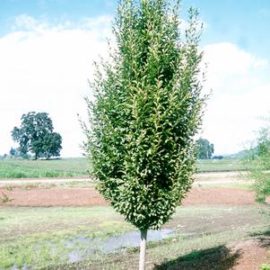 Hornbeam, Fastigiate European Hornbeam