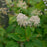 Redroot, New Jersey Tea Redroot