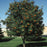 Mountain Ash, Cardinal Royal