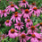 Coneflower, Purple Coneflower