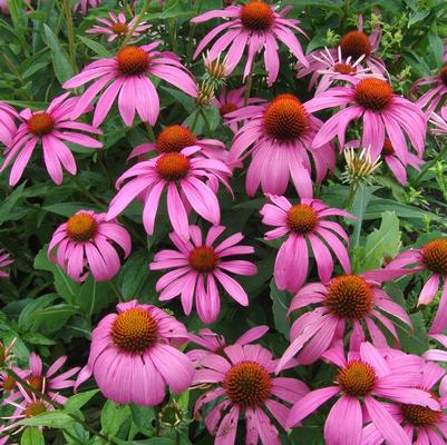 Coneflower, Purple Coneflower