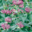 Bee Balm, Blue Stocking Bee Balm