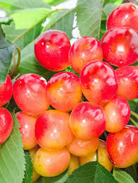 Cherry, White Gold - Sweet Cherry, 7 gal (5-7 ft)