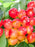 Cherry, White Gold - Sweet Cherry, 7 gal (5-7 ft)