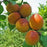Apricot, Goldcot Semi-Dwarf Apricot, 7 gal