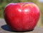 Apple, Northpole (Malus X Northpole), 7 gal.