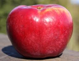 Apple, Northpole (Malus X Northpole), 7 gal.