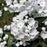 Mountain Laurel, Pristine Mountain Laurel