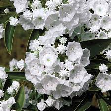 Mountain Laurel, Pristine Mountain Laurel