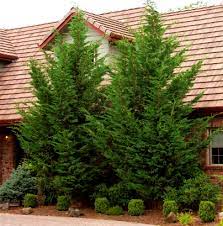 Cypress, Leyland Cypress