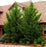 Cypress, Leyland Cypress