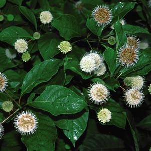 Buttonbush, Common Buttonbush