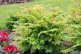 Sorbaria, Cherry on Top Sorbaria