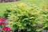 Sorbaria, Cherry on Top Sorbaria