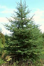 Spruce, Montrose Charm Spruce