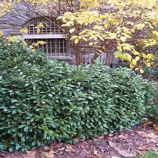 Cherry Laurel, Chestnut Hill Cherry Laurel
