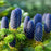 Fir, Nordmann Fir