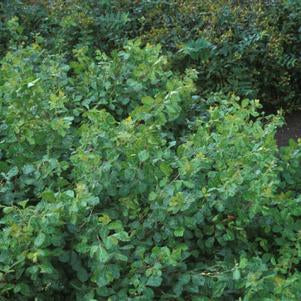 Sumac, Gro-Low Fragrant Sumac