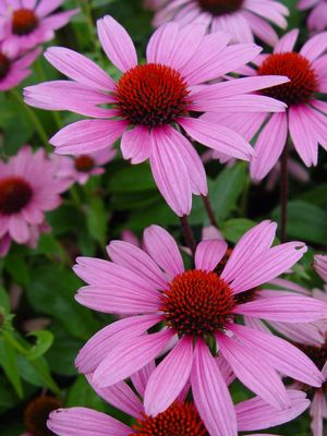 Coneflower, Ruby Star Coneflower