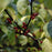 Spicebush, Lindera Benzoin Spicebush