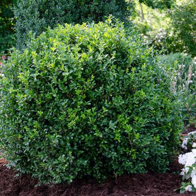 Boxwood, NewGen Independence Boxwood
