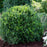 Boxwood, NewGen Independence Boxwood