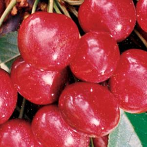 Cherry, Sweetheart - Sweet Cherry, 7 gal (4-5 ft)