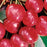 Cherry, Sweetheart - Sweet Cherry, 7 gal (4-5 ft)