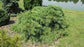 Pine, Shaggy Dog Eastern White Pine