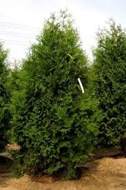 Arborvitae, Nigra Dark American Arborvitae