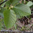 Alder, Speckled Alder Tree
