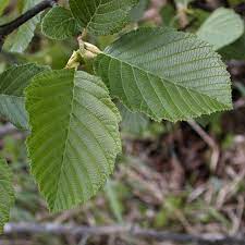 Alder, Speckled Alder Tree