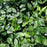 Euonymus, Wintercreeper Euonymus